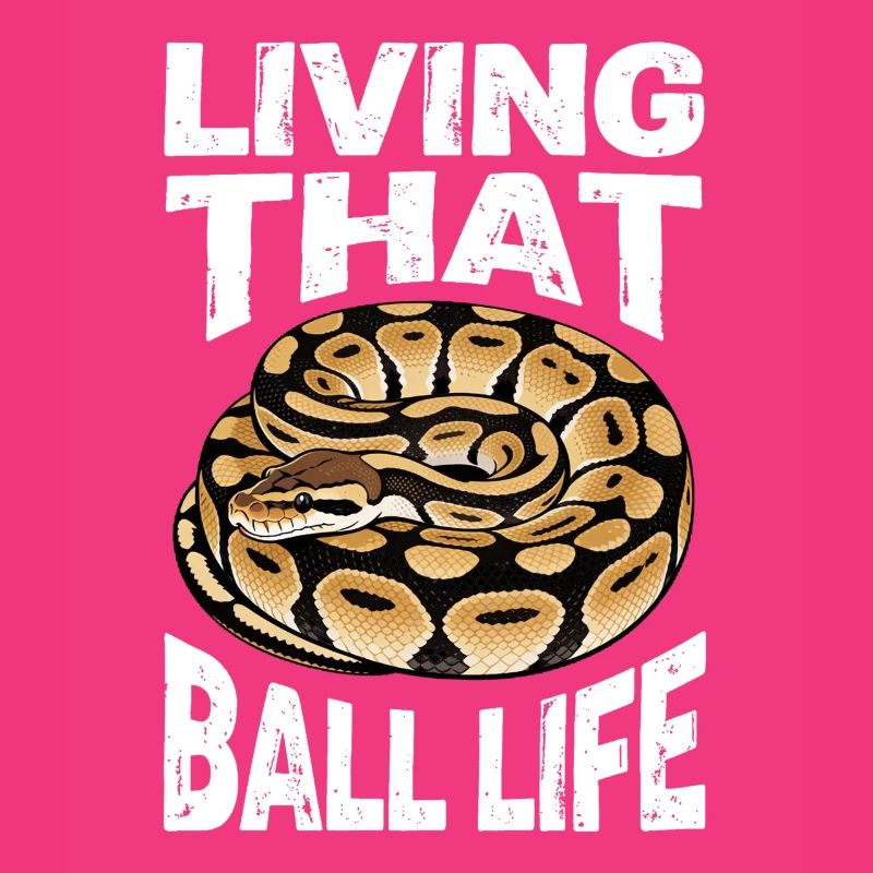 Königspython Schlangen Liebhaber Terrarium Python