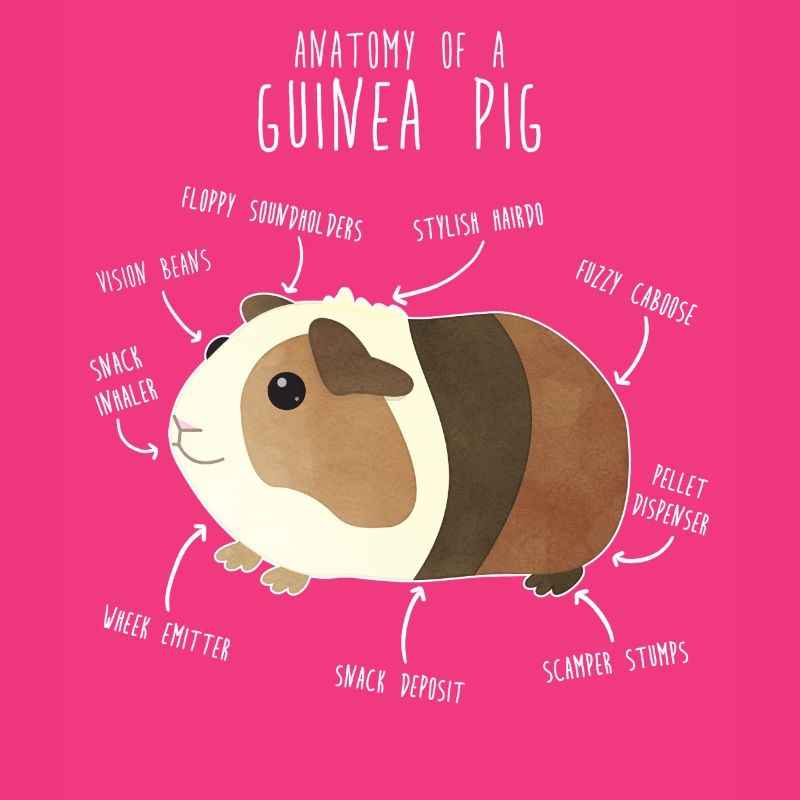 Anatomie des cochons d’Inde