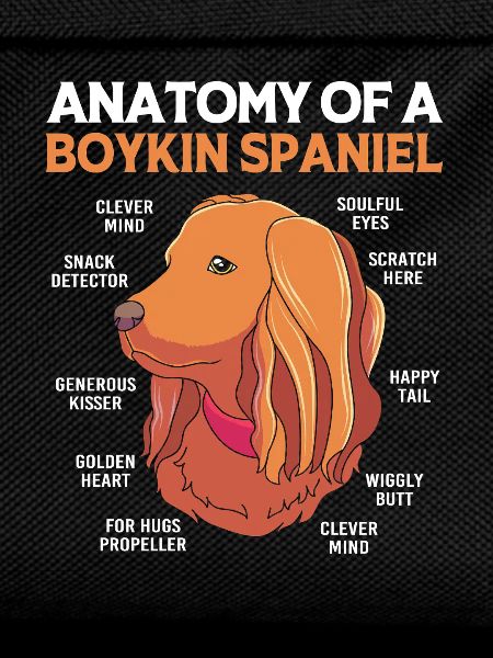 Boykin Spaniel