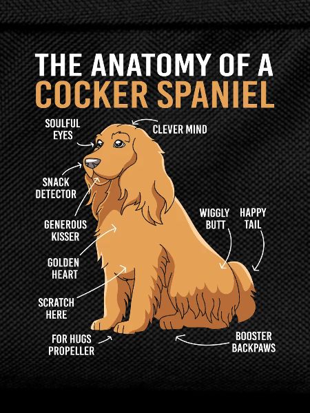 Cocker Spaniel