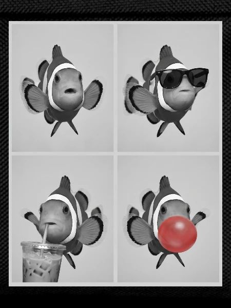 Clownfische Clownfisch
