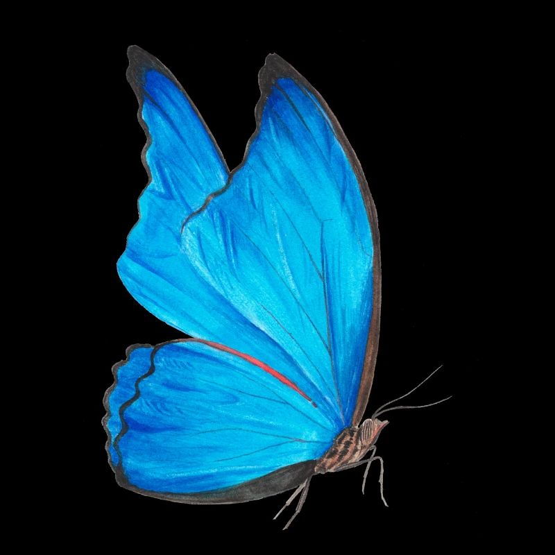 blauer Schmetterling