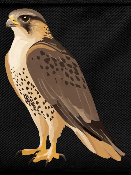 Falcon