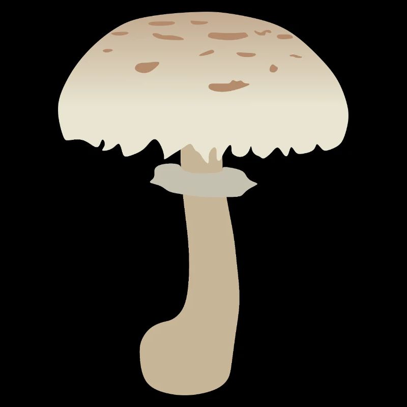 Illustration de champignon parasol minimaliste