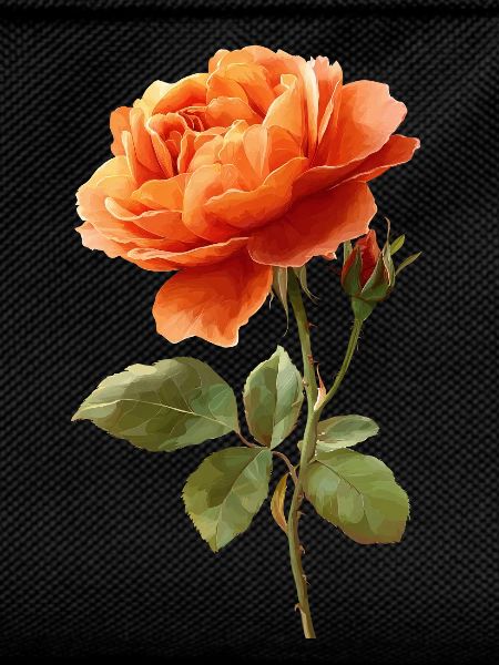 Orange Rose