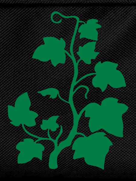 ivy