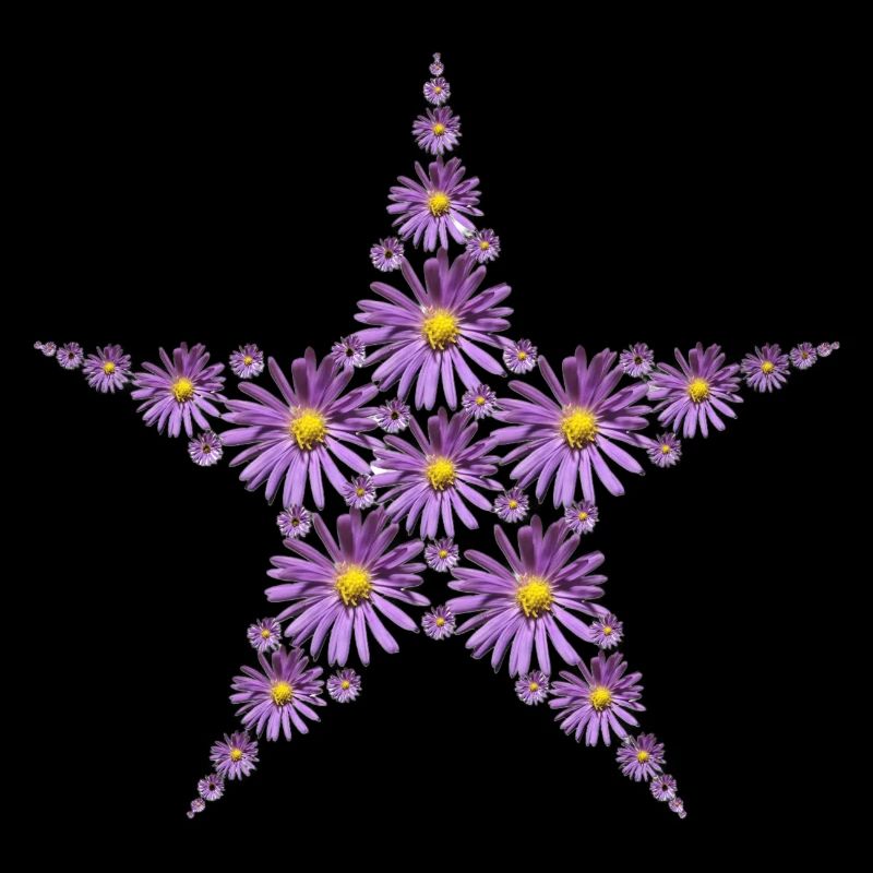 Étoile de fleurs d’aster pourpre