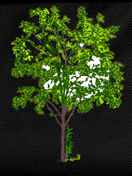 Baum