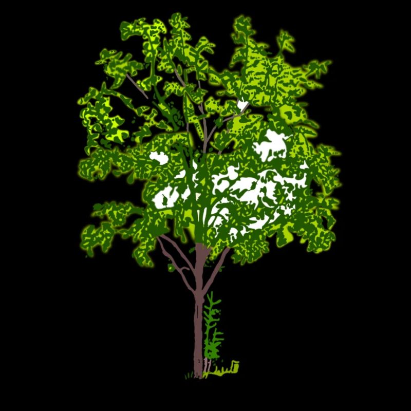 Baum