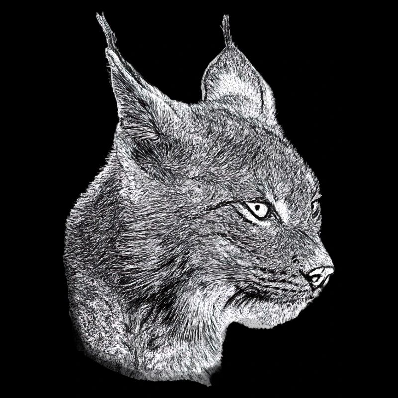 Lynx Cat Freedom Chat sauvage Chat