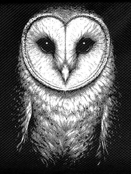 Barn owl