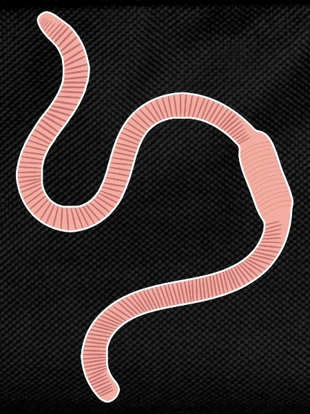 earthworm