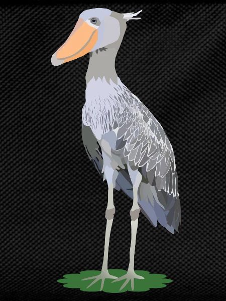 Steffen, shoe beak