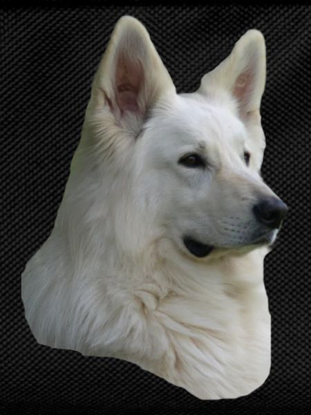 White Shepherd Head