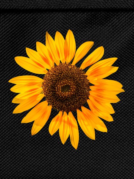 Sonnenblume
