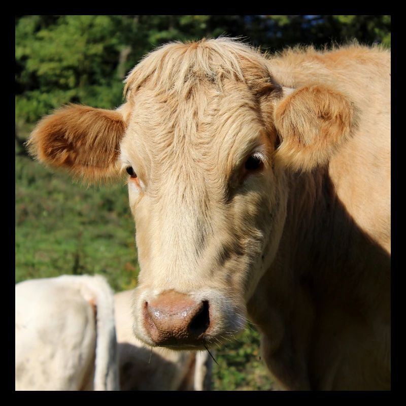 Affiche vache