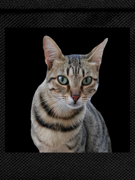 Cat Cats