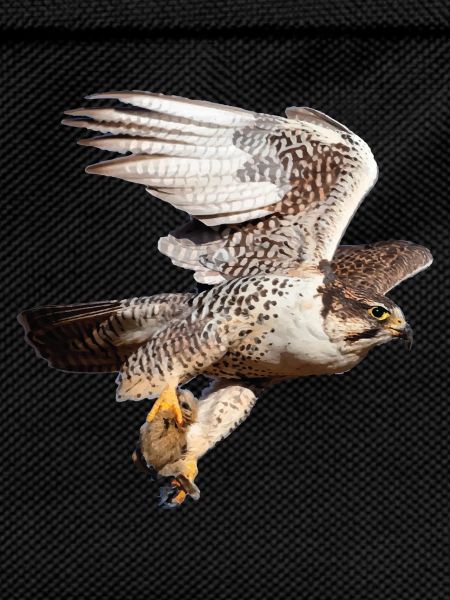 Sacred Falcon in flight