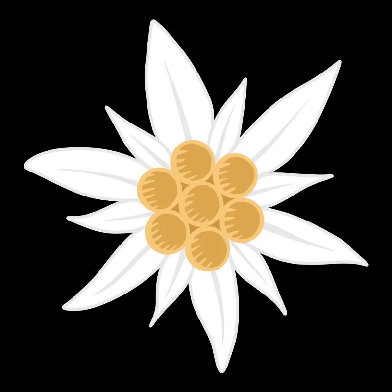 Fleur d’edelweiss
