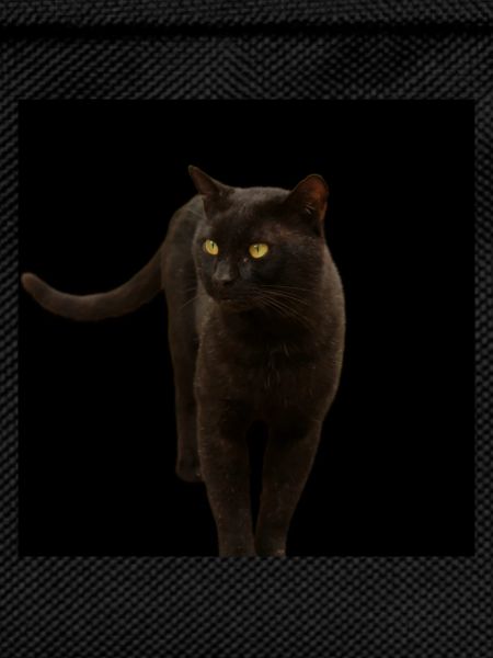 black cat kitten cat