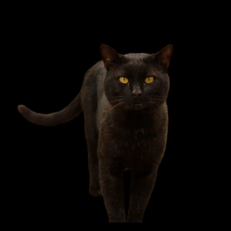 schwarze Katze Kätzchen Katze