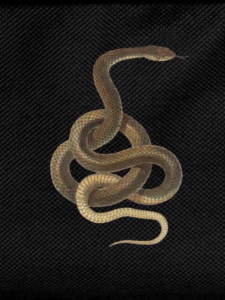 Snake
