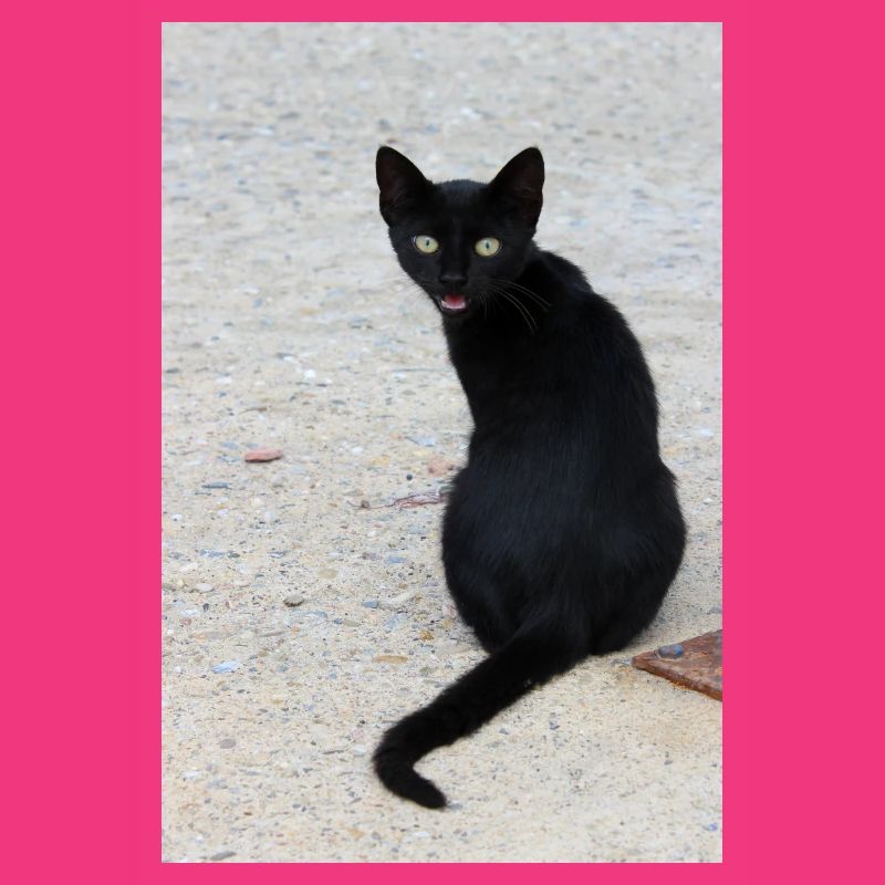 Chat noir