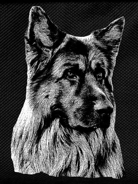 Schäferhund Deutscher Schäferhund German Shepherd