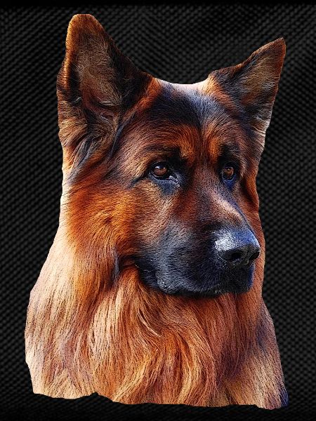 Old German Shepherd German Shepherd