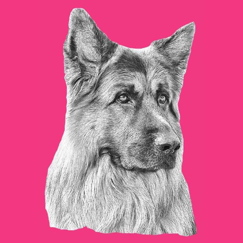 Old German Shepherd German Shepherd