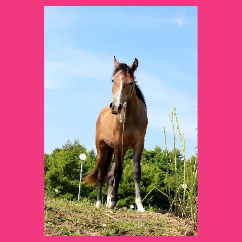 Affiche Cheval Cheval