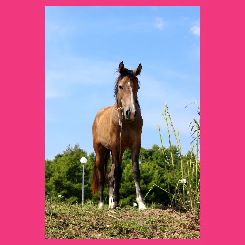 Affiche Cheval Cheval