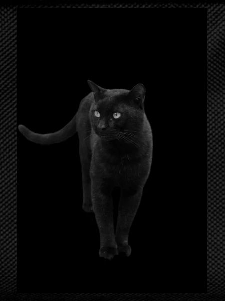 black cat kitten cat
