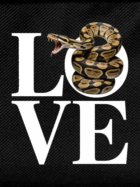 Königspython Schlangen LOVE Terrarium Python