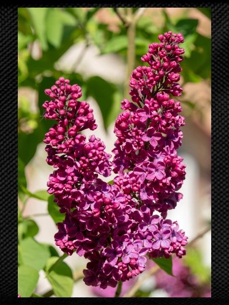 Blooming lilac in spring garden