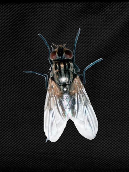 fliege
