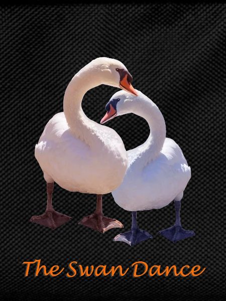 cygne