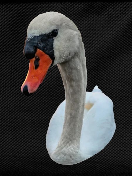 Starrender Schwan