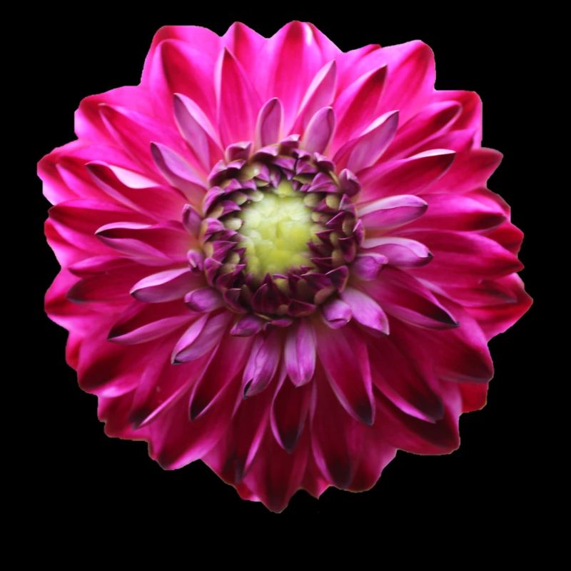 Fleur Rose Rose Fleur Fleurs Rose Rose Fleurs