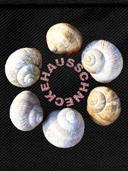 House snail