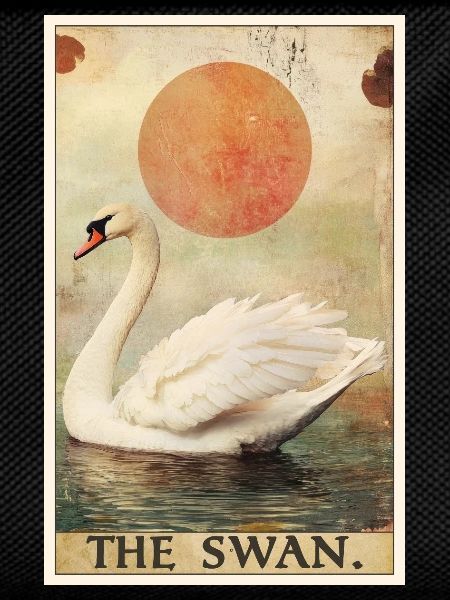 Swans Swan