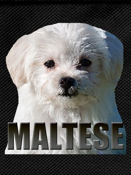 Maltese