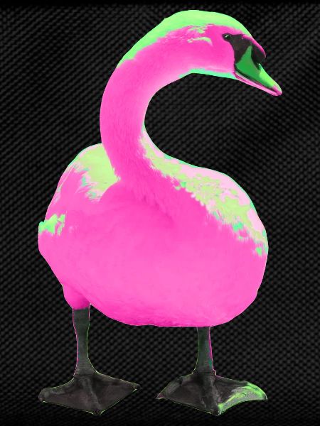Swan