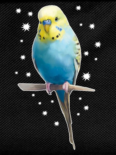 Budgie Stars