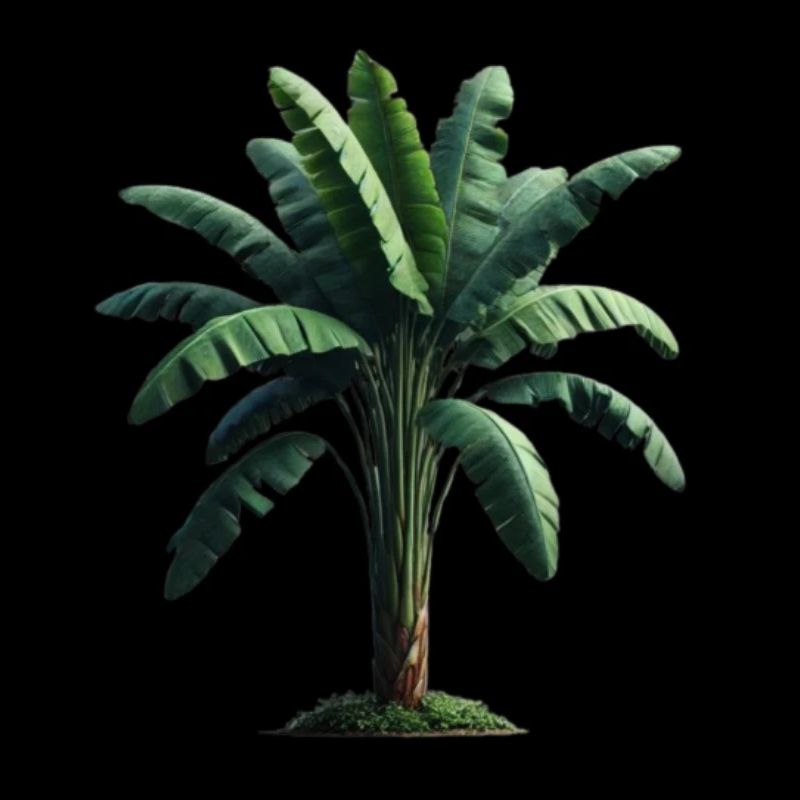 Banannenpalme