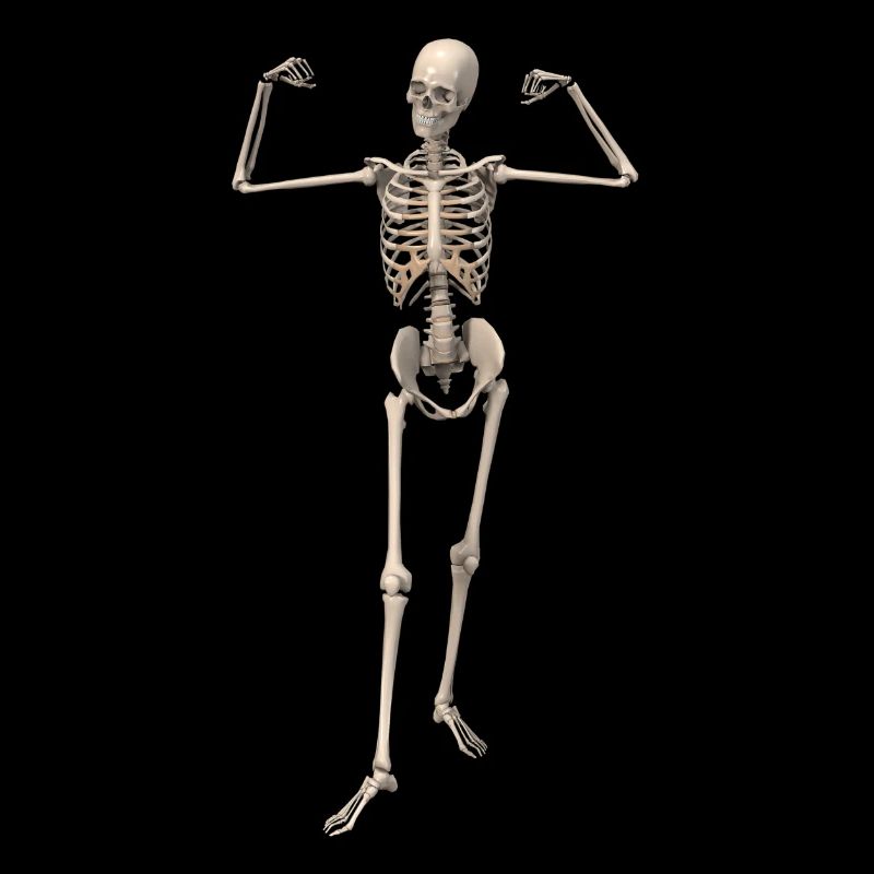 skeleton bone man