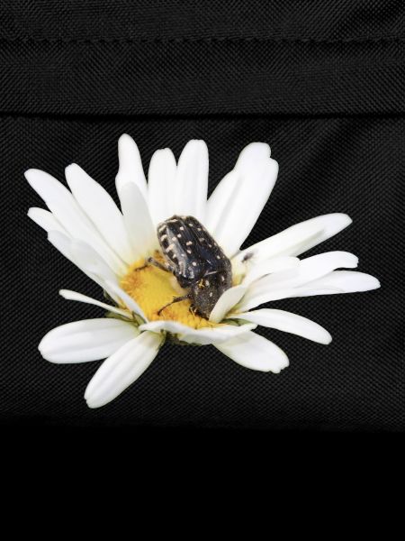 Rose chafer