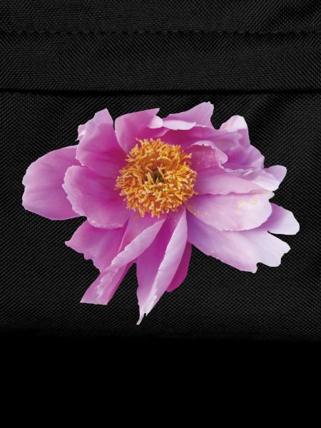 Peony_Dancing_in_Wind