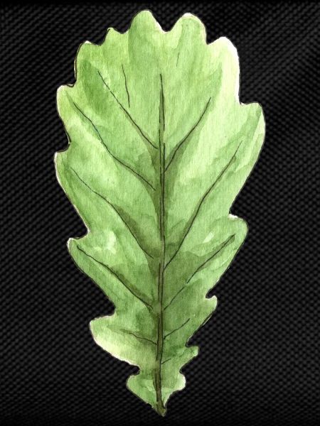 Leaf of an oak