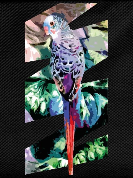 budgerigar
